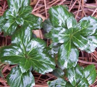 Green Sheen Pachysandra Picture