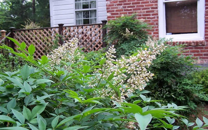 Compact Nandina Picture