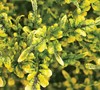Swallowtail Coleus