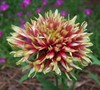 Gayla Coral Spark Gaillardia