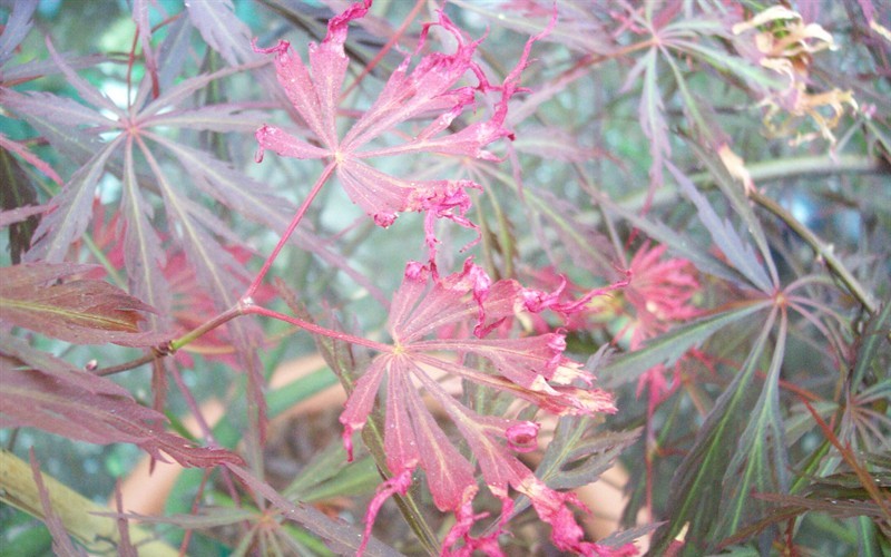 Why is my Japanese maple dying?