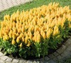 Fresh Look Yellow Celosia