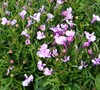 Riviera Lilac Lobelia