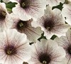 White Russian Supertunia