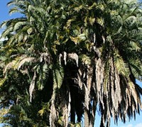 Phoenix Reclinata Picture