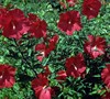 Lord Baltimore Hibiscus