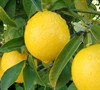 Meyer Improved Lemon Tree