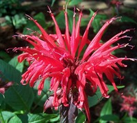 Jacob Cline Bee Balm Picture