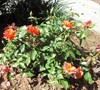 Cinco De Mayo roses