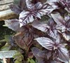 Purple Basil