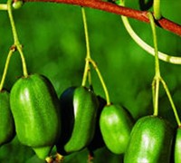 Isaai Hardy Kiwi Picture