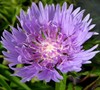 Klaus Jelitto Stoke's Aster