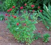 Jacob Cline Bee Balm