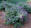 Lo And Behold Blue Chip Butterfly Bush