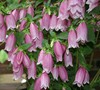 Cherry Bells Bellflower