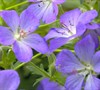 Johnson's Blue Cranesbill Geranium