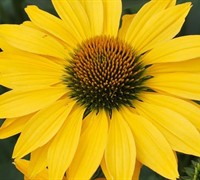 Now Cheesier Coneflower Picture
