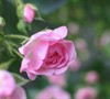 The Fairy Rose
