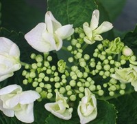 Hydrangea 