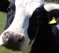 Picture of NoVA Gardener