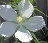 White Texas Star Hibiscus