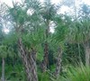 Phoenix Reclinata