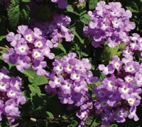 Trailing Lavender Lantana Picture