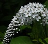 Picture about Plant Identification