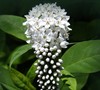 Picture about Plant Identification