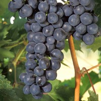 Cluster of Grapes on Vine