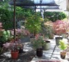Japanese container garden