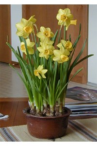 Daffodils Bulbs In Pot Indoors