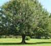Laurel Oak Tree