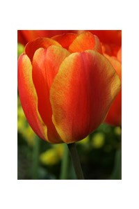 Red Tulip Bloom