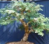 Bonsai Garden