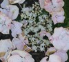 Picture about Hydrangea Have Brown Curling Leaves And Holes?