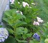 Picture about Hydrangea Have Brown Curling Leaves And Holes?