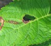 Picture about Hydrangea Have Brown Curling Leaves And Holes?
