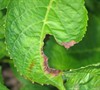 Picture about Hydrangea Have Brown Curling Leaves And Holes?
