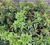 Picture about What Is Causing Browning Leaves On My Rhododendron?