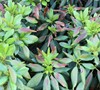 Picture about What Is Causing Browning Leaves On My Rhododendron?