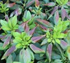 Picture about What Is Causing Browning Leaves On My Rhododendron?