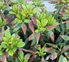 Picture about What Is Causing Browning Leaves On My Rhododendron?