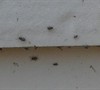 Picture about Infestation Of Tiny Grey Brown Bug