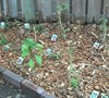 Side Garden Next to Fence Picture
