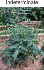 Tomato Plant Indeterminate 2
