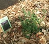 Plant 1