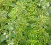 Golden Lemon Thyme