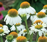 Pow Wow White Coneflower Picture