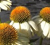 Pow Wow White Coneflower
